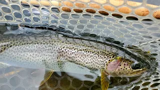 Sea Run Cutthroat on Oregon Coastal rivers