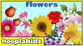 Preschool Activity | Learn About Flowers | HooplaKidz