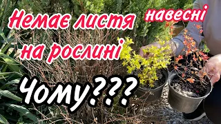 Рослина БЕЗ ЛИСТЯ Чому? Не прокинулася.Спірея.Барбарис.Ялинка.Троянда.Гортензія.Ялівець.Сосна