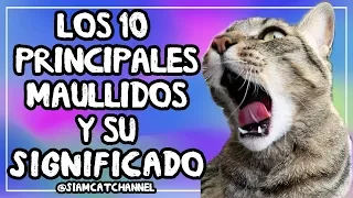 ¿Qué Te Quiere Decir Tu Gato? 10 Maullidos De Gatos y Su Significado -  SiamCatChannel