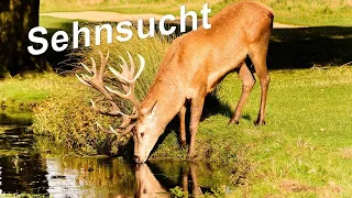 EFG Schmalkalden | "Sehnsucht" | Psalm 42 | Predigt am 23.01.2022 | https://efg-sm.de