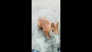 Белка охраняет меня от других белок / Squirrel protects me from other squirrels