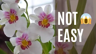 ⚠️WARNING: These Orchids Are NOT for Beginners! Top 05 Most Challenging Orchids