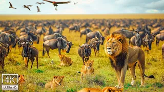 4K African Wildlife: The World's Greatest Migration from Tanzania to Kenya With Real Sounds #19