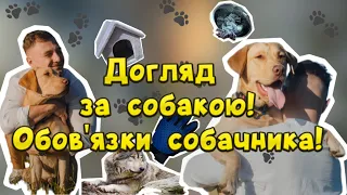 Як утримувати собаку? Як доглядати за собакою? Основні обовязки собачника!