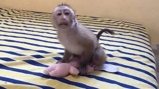 Funniest Moments Of Baby Jessa And Daddy, Cute Baby Monkey Video