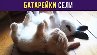 Приколы с животными. Батарейки сели | Мемозг #44