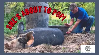 Berkshire Pork - Farrowing Pigs on Pasture