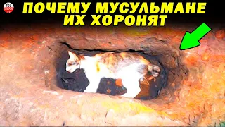 ПО ЭТОЙ ПРИЧИНЕ КОШЕК СЛЕДУЕТ ХОРОНИТЬ НАСТОЯЩАЯ ПРИЧИНА ПО КОТОРОЙ ХОРОНЯТ ЖИВОТНЫХ