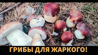 Боровички для Жаркого в Казане