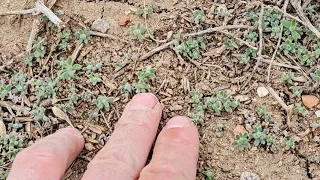 Where NOT to seed Lentils 😆