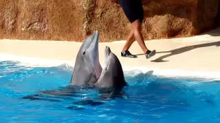 LORO PARQUE (Лоро парк) Dolphin show (шоу дельфинов)