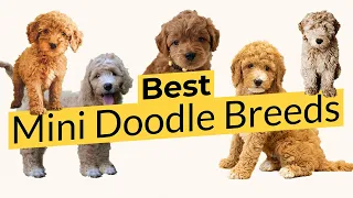 Best Mini Doodle Breeds! 🏆🐶🥇