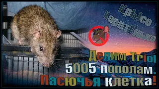 Делим клетку "Triol 5005" пополам, под две стаи диких крыс! 😊 Вы просили. 🐭 (Wild Rats) 🐭