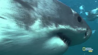All About Shark Teeth | Nat Geo Kids Shark Playlist