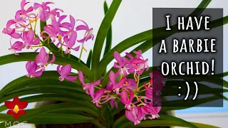 Barbie Pink Orchid in bloom! - Orchid Favourites July 2023