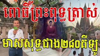 ដើមពោធិ៍ព្រឹក្សព្រះពុទ្ធត្រាស់ដឹង និងកំពូលមាសសុទ្ធជាង២៨០គីឡូក្រាម ស្រស់ស្អាតណាស់