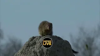 safariLIVE - Sunrise Safari - September 29, 2019