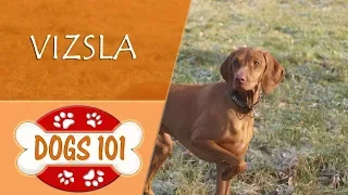 Dogs 101 -  VIZSLA - Top Dog Facts About the  VIZSLA