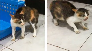 The Rescue Angry Kitten FIRST TIME Meets The Other Kittens, Hissing, Anak Kucing Lucu, Cats Meowing