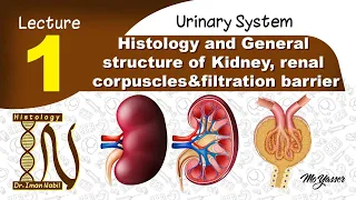 1- Histology of General structure of Kidney, renal corpuscles,filtration barrier -Urinary system