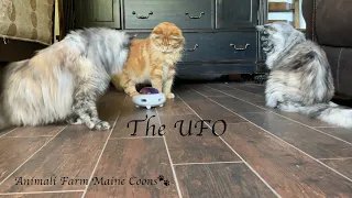 Three Maine Coons And A UFO!!