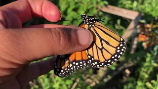 Properly Holding Butterflies