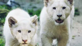 LES LIONNES BLANCHES D'AFRIQUE DU SUD(documentaire animalier 2021)