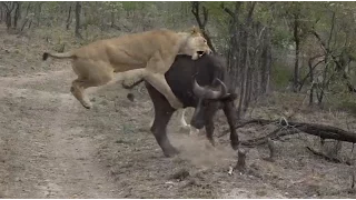 SafariLive Oct 21  Nkuhuma lioness takes down a Buff calf!