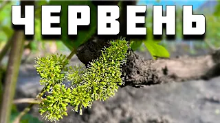 План робіт на ЧЕРВЕНЬ. Обробки, підкормки, полив, зелені операції, хлороз та шкідники