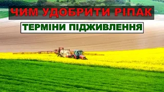 Яке Міндобриво для підживлення ріпаку?Коли підживляти ріпаку?Чим удобрити ріпак?Підживлення ріпаку.