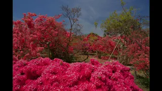 絶景の館林つつじが岡公園   1904