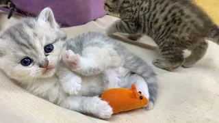 Mom cat licks the kitten while the rest of the kittens are sleeping.