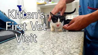 Rescued kitten first vet visit