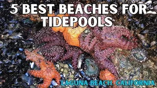 Best Beaches for Tidepools in Laguna Beach, California