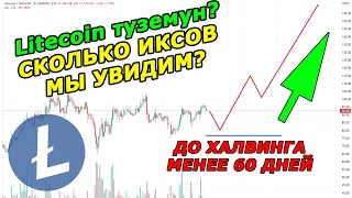 Litecoin LTC ЖДЕТ ТУЗЕМУН? Менее 60 дней до халвинга Лайткоин. Litecoin прогноз