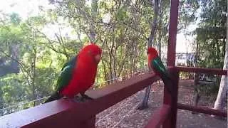 Attractive Australian King Parrot