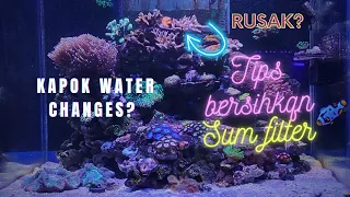 Pasca Water Changes malah RUNGKAD❓Tips Bersih-Bersih Sum Filter❗