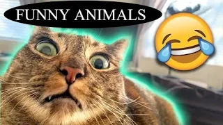 BEST FUNNY ANIMALS VIDEOS😂 - Funny Dogs And Cats Videos 2024🤣😹 ||Cutepets54