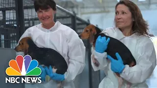 Inside The Rescue Operation Of 4,000 Beagles From A Medical Facility