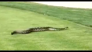 Video of Florida snake in the grass goes viral