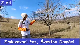 Zmlazovací řez slivoní, Švestka Domácí díl 2. ukázka střihu