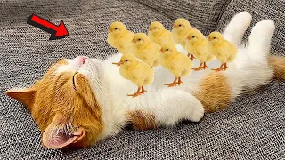 Funniest Animal Videos 2022 😂 - Hilarious Cats and Dogs videos!!😺😍