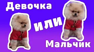 Померанский Шпиц Девочка или Мальчик? Кого Выбрать? Плюсы и минусы пола