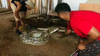 Catching Burmese Python in Abandoned Everglades Swamp Building! Snake Hunting Florida’s Everglades!
