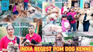 Pomeranian dog puppies price in india😲Pomeranian dog puppy price in kolkata😲dog puppies price