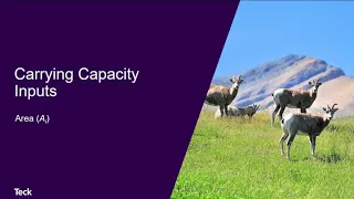 Kyle Knopff: Estimating nutritional carrying capacity of bighorn sheep in the Elk Valley.