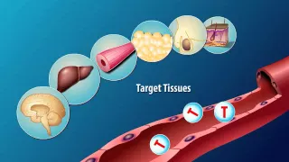 Production and Action of Testosterone