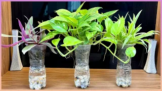 Very simple and beautiful secret to your living space filled with green plants