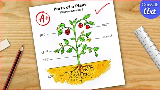 Parts of a plant diagram / draw labelled diagram of parts of plant / step by step CBSE